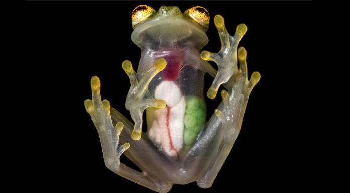 see through glass frog-released-Jaime Culebras-study co-author for Andean Condor Foundation