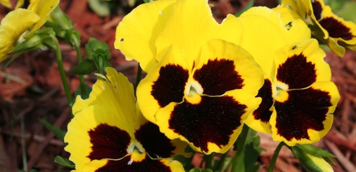 spring pansies flowers garden-Bryan Young submitted