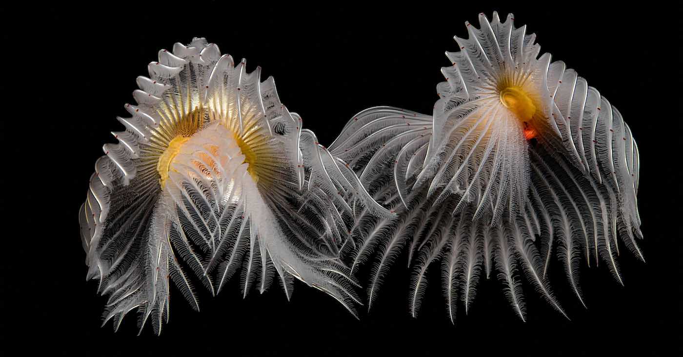 Makhluk Laut Berumbai Putih Termasuk Pemenang Lomba Fotografi Bawah Air Ini