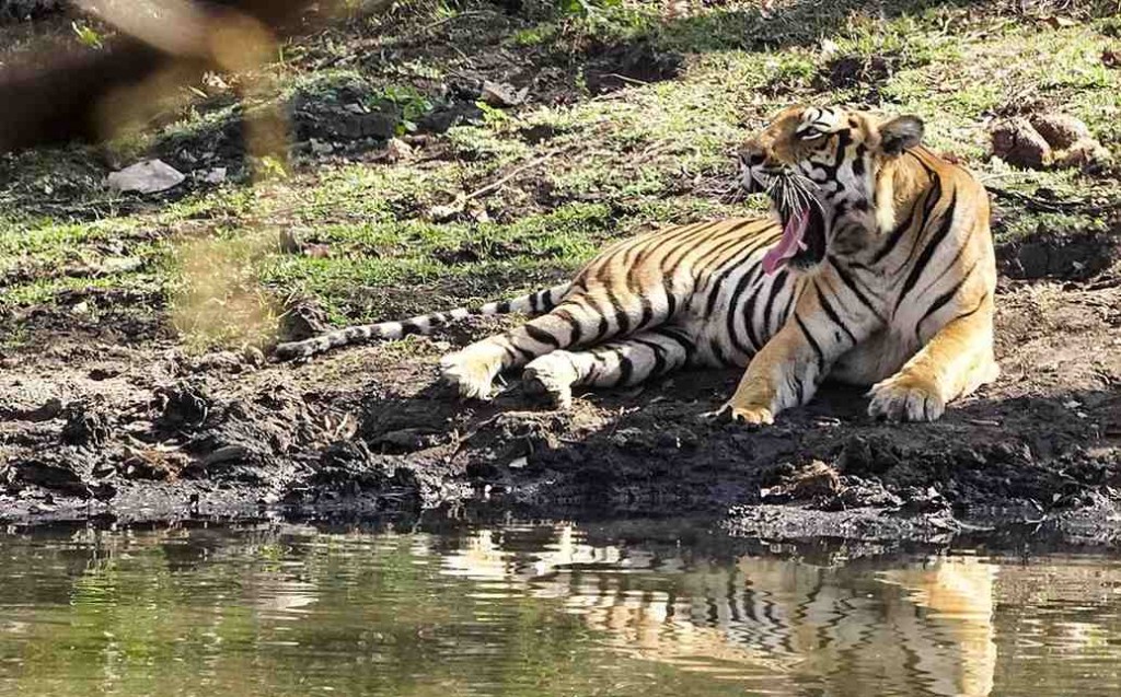 Bengal Tiger in Mudumalai Np Timothy Goncalves Cc 4.0. Sa E1680245870990