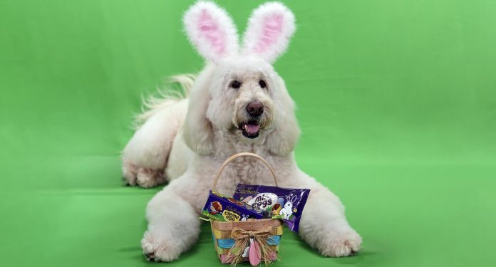 Doodle dog Annie Rose-Cadbury bunny namefd-released