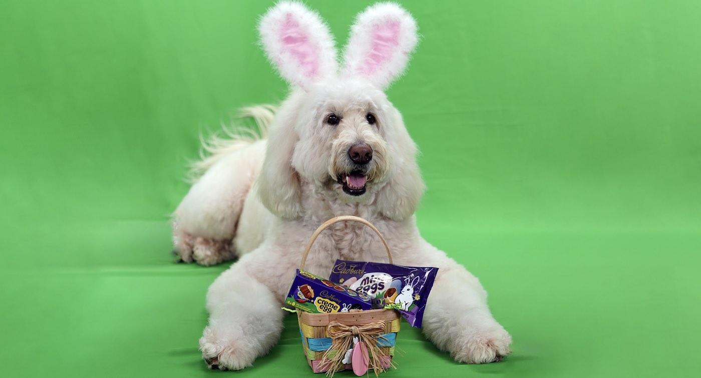 Kelinci Cadbury Terbaru adalah… Anjing Terapi Bernama Annie Rose!