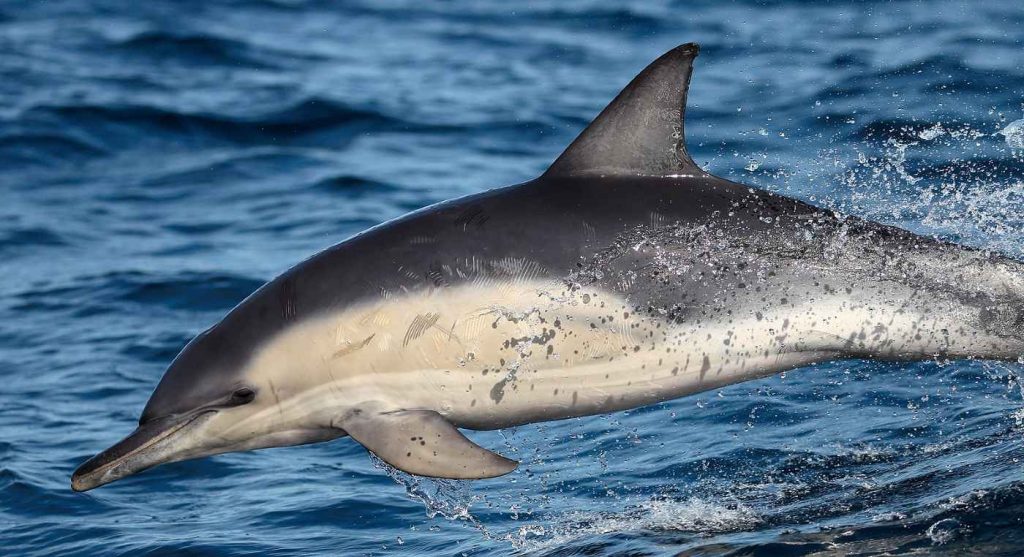 Friendship Between Species: First-Time Report of Wild Dolphin Changing its Language for Harbor Porpoises