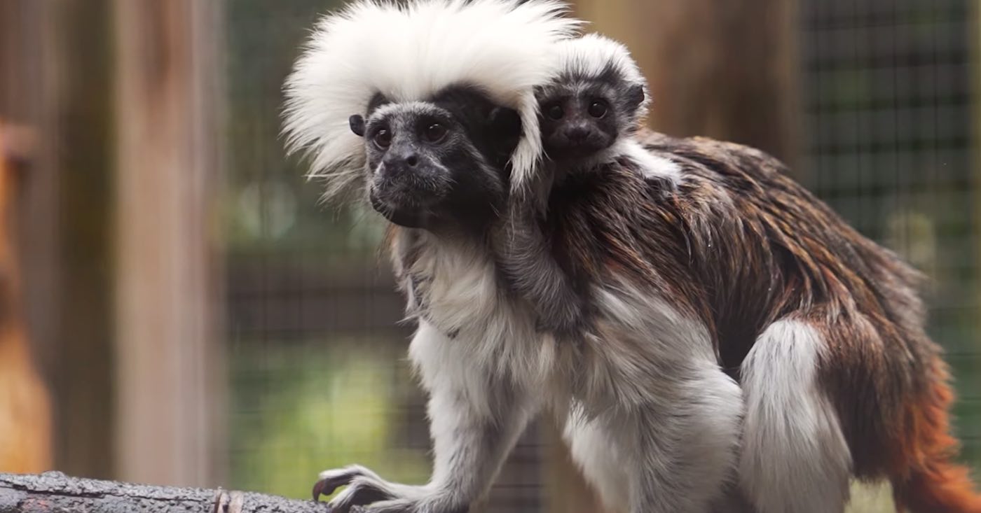Perayaan Meletus saat Bayi Cotton-top Tamarin Lahir dari Salah Satu Spesies Primata yang Paling Terancam Punah (LIHAT)