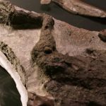 ‘Impossible Fossil’ Preserves the Exact Moment the Dinosaurs Died: ‘It’s Absolutely Bonkers’