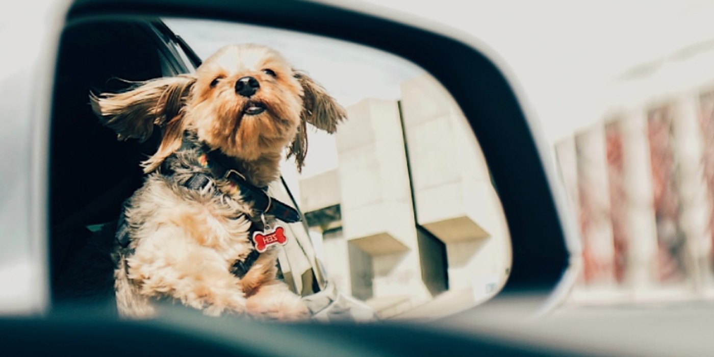 Hotel Baymont Akan Memberikan Liburan Akhir Pekan kepada Orang Tua Hewan Peliharaan sebagai imbalan atas Tips Perjalanan Ramah Anak Anjing Terbaik mereka