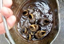 Firefighters Rescue Bucket Full of Tiny Ducklings After They Fell Through the Holes of a Drainage Pipe