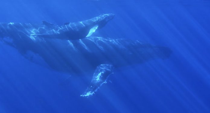 Buckelwale: Können wir ihre Sprache verstehen?