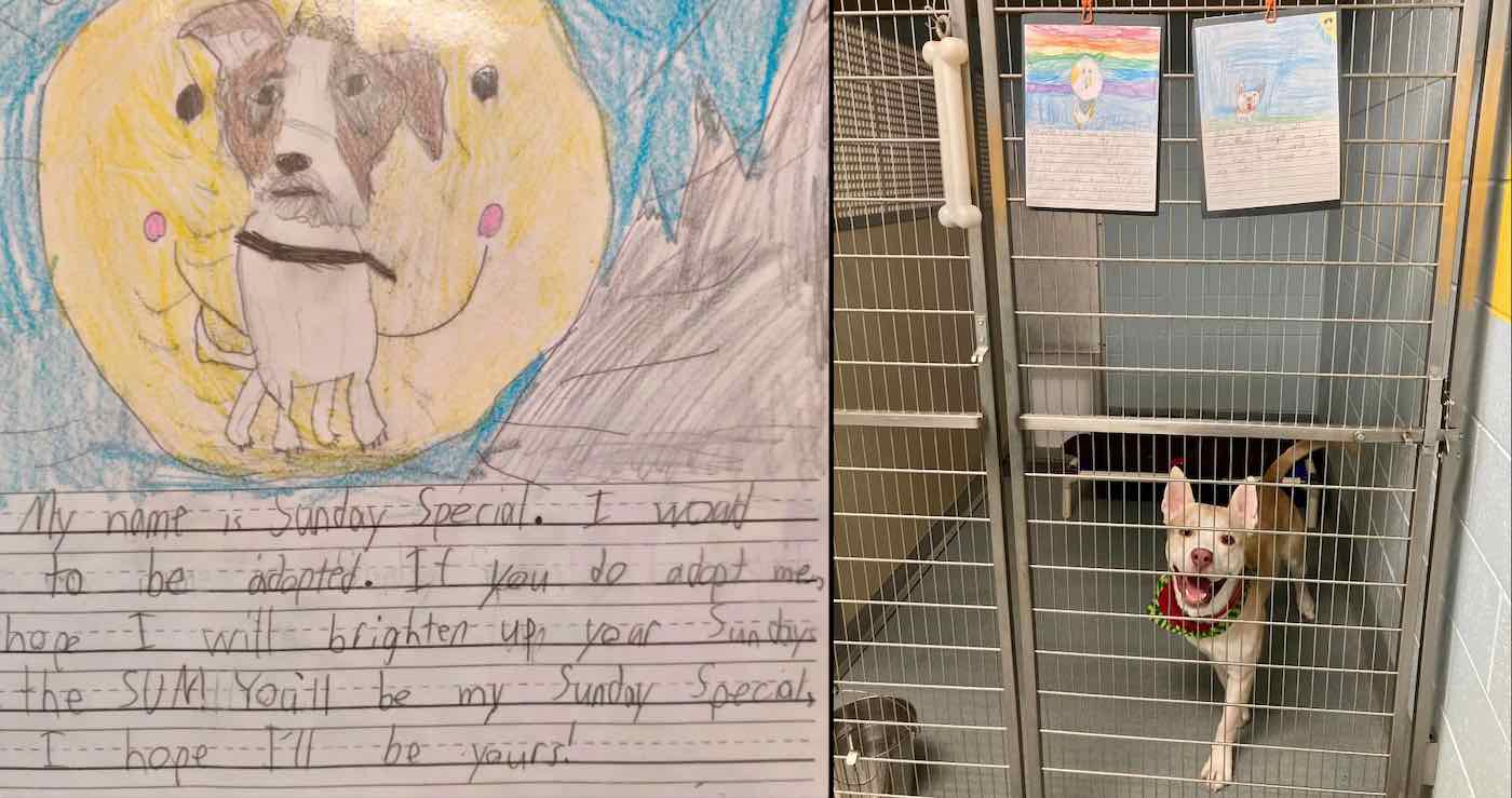 Students Write Adorable Letters on Behalf of Shelter Animals to Boost  Adoptions – And it Worked
