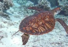 Bigger than Texas: Huge New Marine Park Will Protect ‘Australia’s Galapagos’