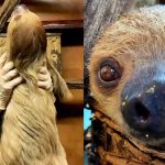 Sloth Is Friends With Zookeeper and Won’t Get Out of Bed Until They’ve Had Morning Cuddles