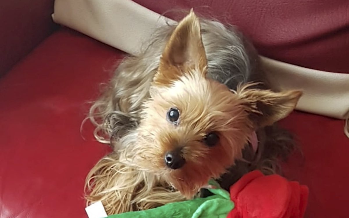 Tiny Yorkshire Terrier Mendeteksi Kanker Payudara pada Wanita, Melompat-lompat di Dadanya dengan Alarm