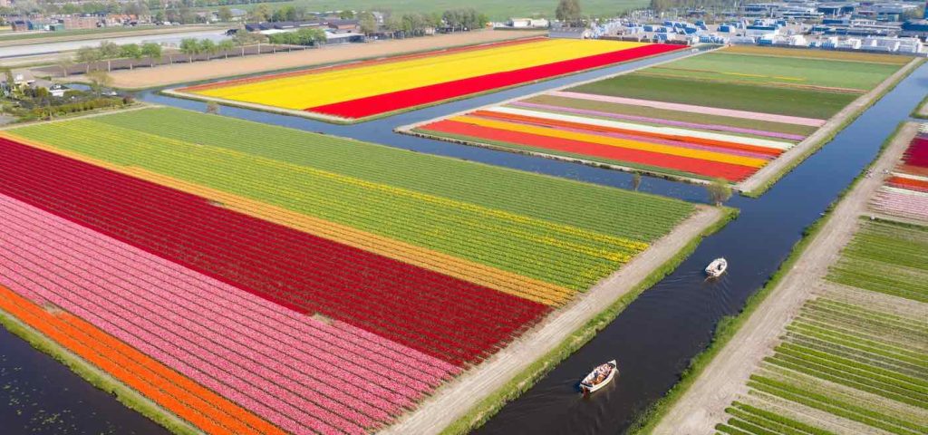 Tourists Come to See Tulips in Holland Once Again, Grabbing Incredible Photos of Spring - LOOK
