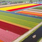 Tourists Come to See Tulips in Holland Once Again, Grabbing Incredible Photos of Spring – LOOK