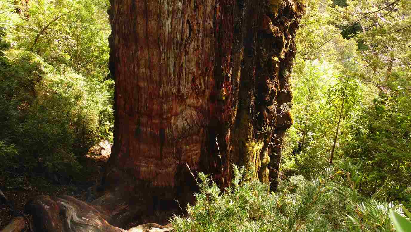 Cemara Kuno di Chili Mungkin Pohon Tertua di Dunia, Berusia 5.000 Tahun