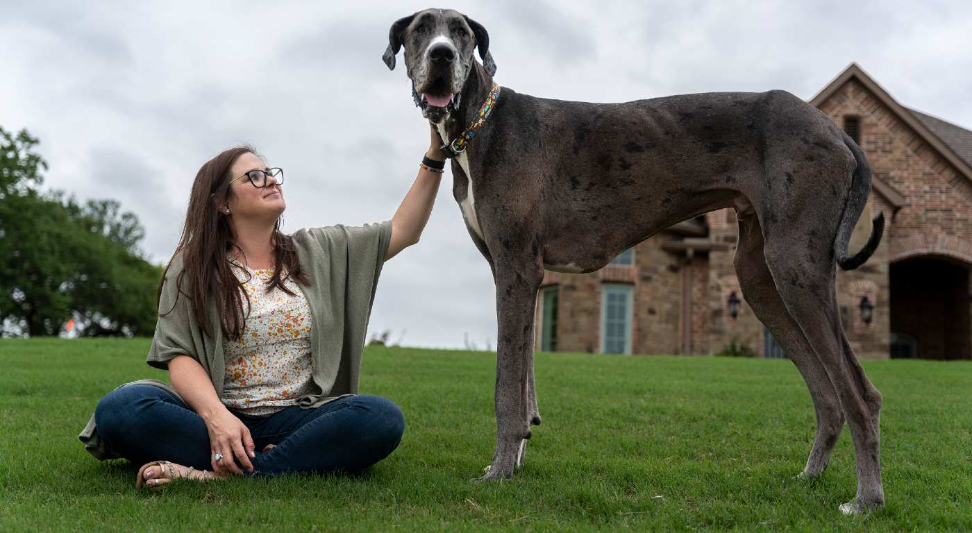Lihat ‘Zeus’ Anjing Tertinggi di Dunia – Semuanya Lebih Besar di Texas