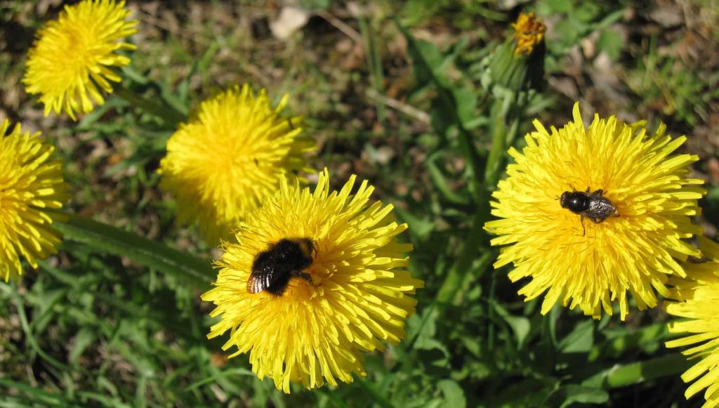 No Mow May' Gives You a Reason to NOT Mow the Lawn: Leave the Weeds to Feed the Bees