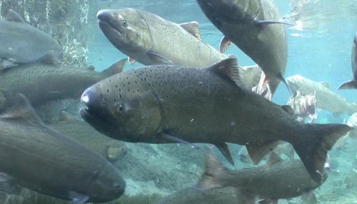 Salmon Chinook Diperkenalkan ke Aliran Gunung yang Tidak Dihuni Selama 100 Tahun