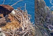 Watch Biologists Rescue Baby Eagle That Fell Out of Nest and Down a Cliff