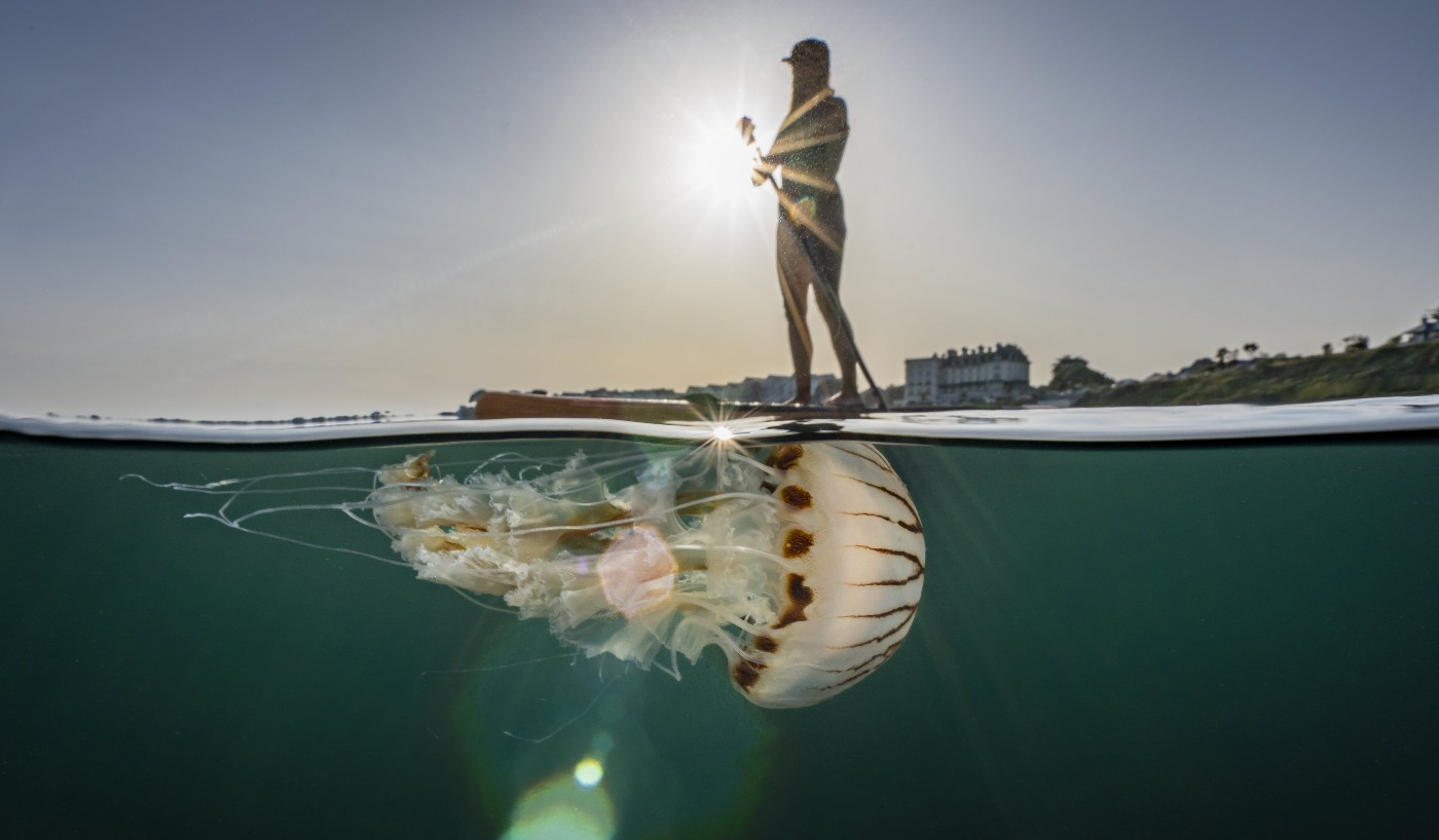 Fotografer Merekam Momen Ubur-ubur Raksasa Mengapung Di Bawah Paddleboarder