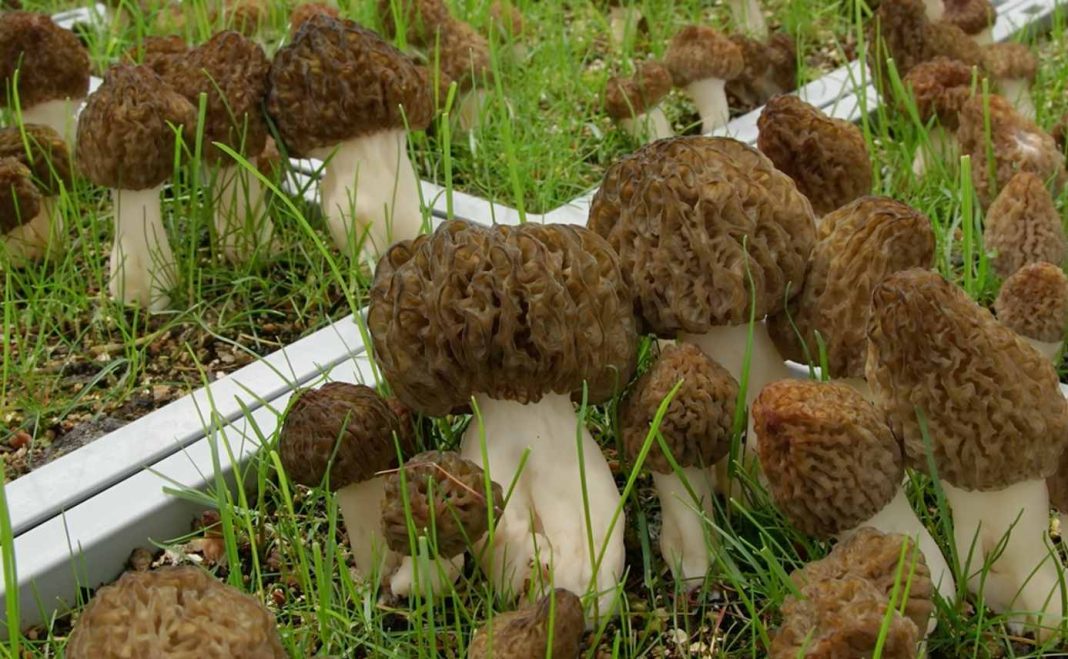 Morel Mushrooms Have Finally Been Reliably Cultivated Indoors For the
