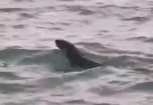 An Otter Spotted in Detroit River May be First Sighting in 100 Years