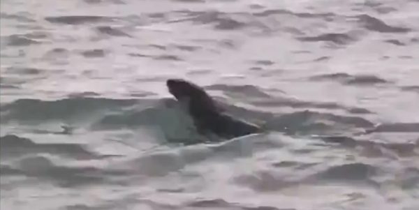 An Otter Spotted in Detroit River May be First Sighting in 100 Years