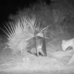 Watch the Moment a Lost Panther Kitten is Reunited With Mother, Thanks to Florida Wildlife Officials