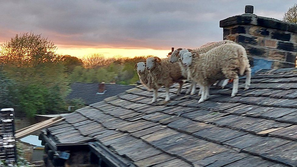 Penyelamatan Beruntung untuk 5 Domba Terjebak di Atap Inggris