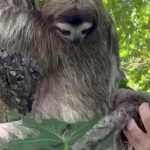 Watch Adorable Moment a Sloth Reunited With Her Baby After It Was Found Stranded and Crying On Beach