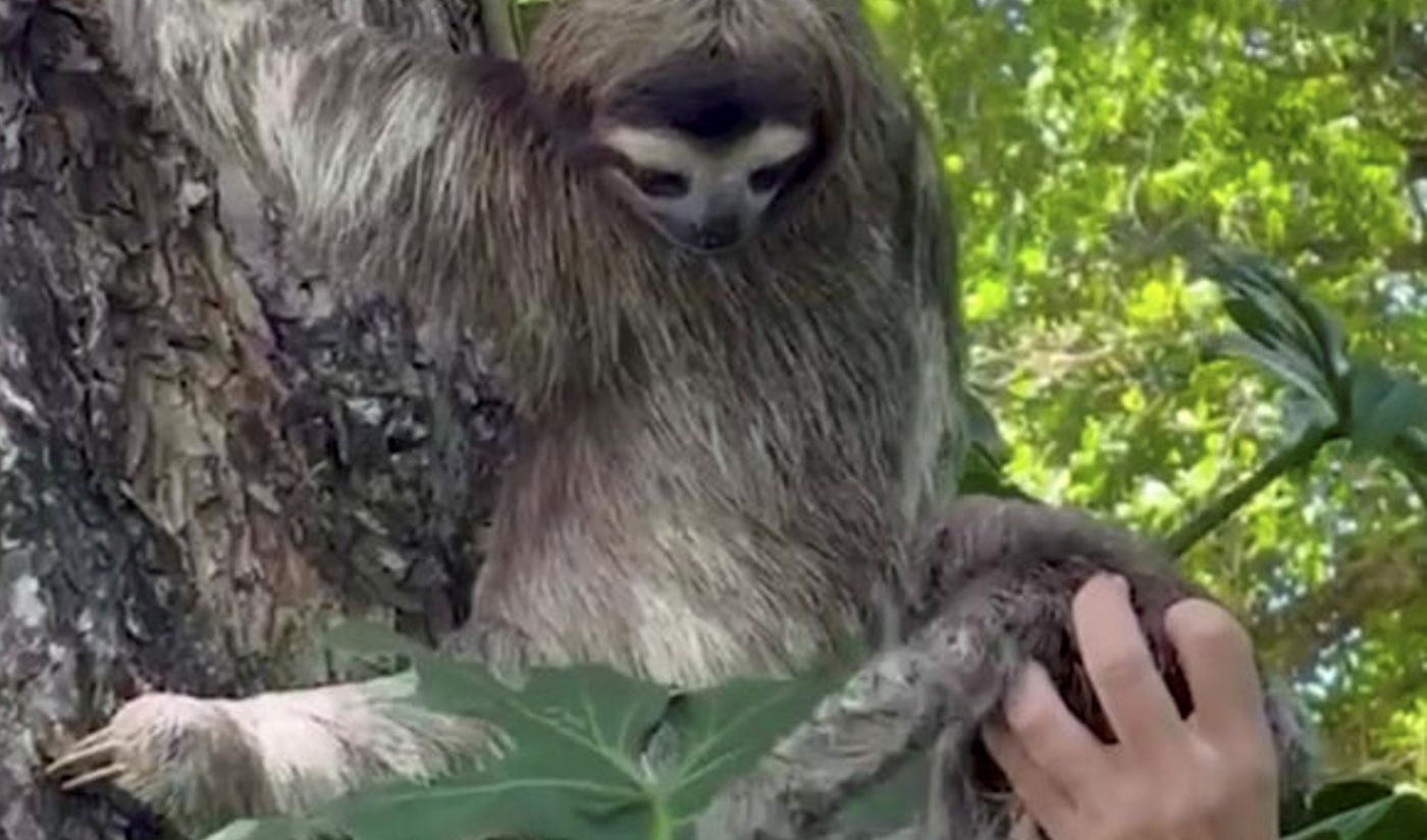 Momen Menggemaskan Seekor Sloth Bersatu Kembali Dengan Bayinya Setelah Ditemukan Terdampar dan Menangis Di Pantai