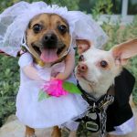 Till Death Do Us Bark: Watch Inseparable Shelter Dogs Get Married in Adorable Ceremony