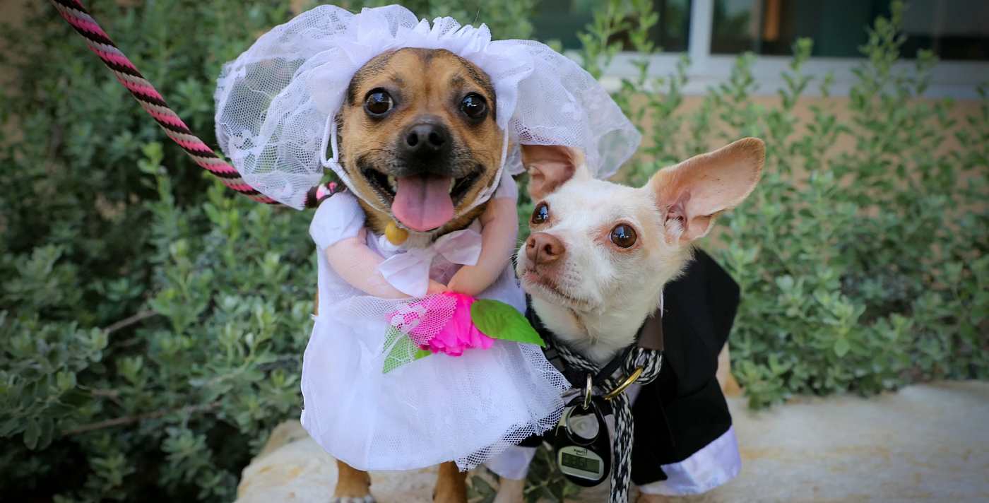 Anjing Penampungan Tak Terpisahkan Menikah dalam Upacara Menggemaskan (TONTON)