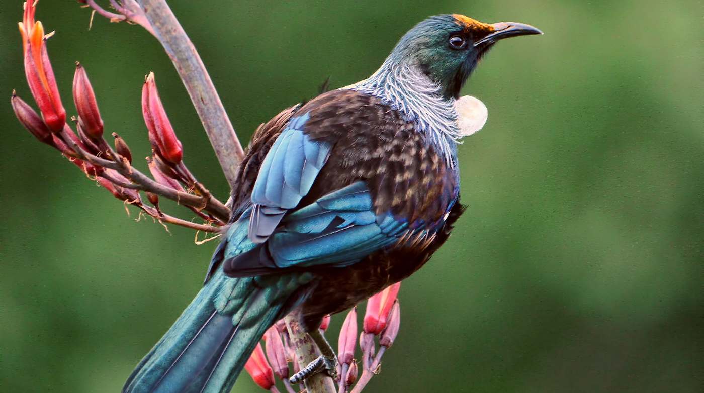 Hutan Kota Menciptakan Kehebohan Kehidupan Burung di Kota-Kota Selandia Baru – Bahkan Spesies Tidak Ada Selama Beberapa Generasi