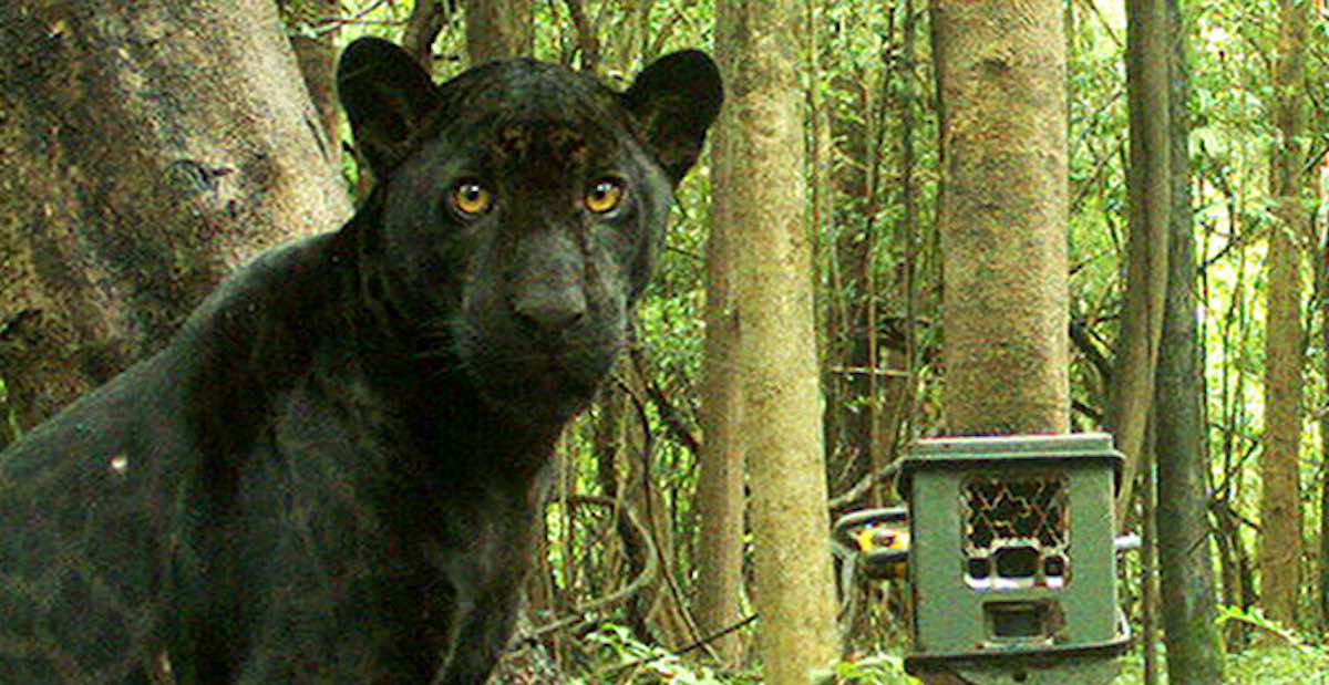Striking Photo of a Panther is Now Part of a Huge Project to Better Protect  Amazon Diversity