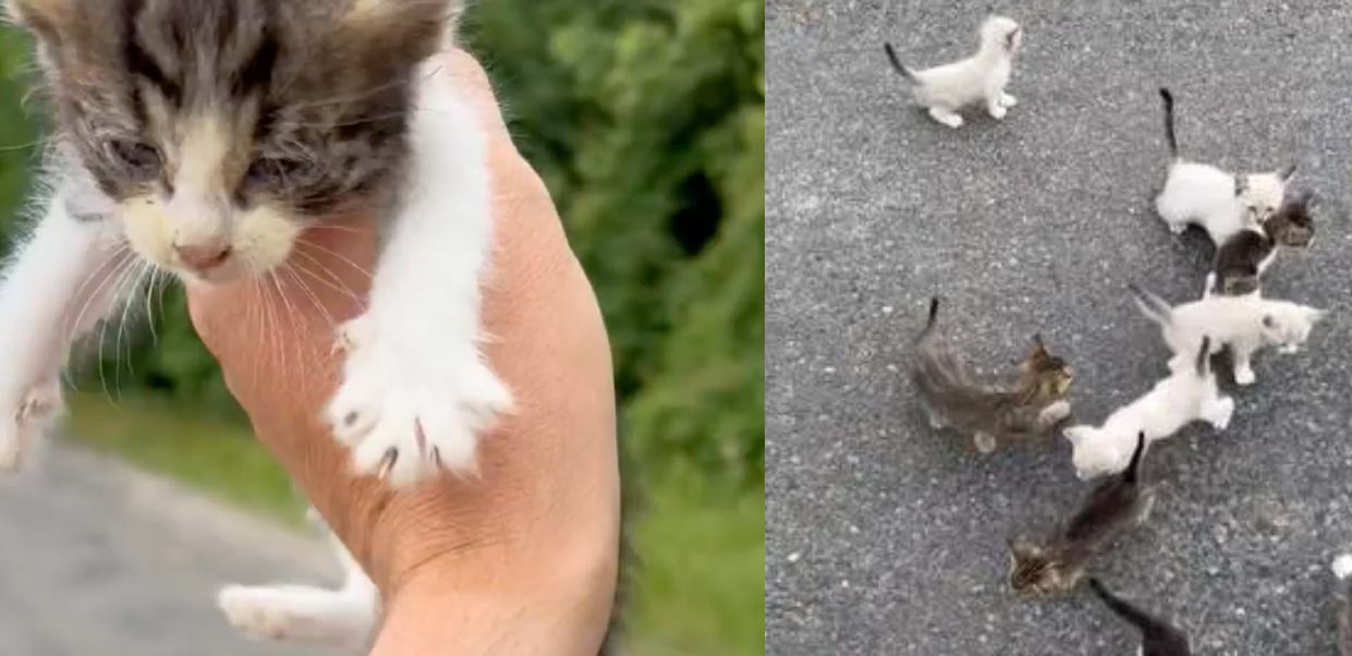 Seorang Pria Pergi untuk Menyelamatkan Satu Kitty dan ‘Disergap’ oleh 12 Orang Lagi dalam Pertemuan di Pinggir Jalan – Video
