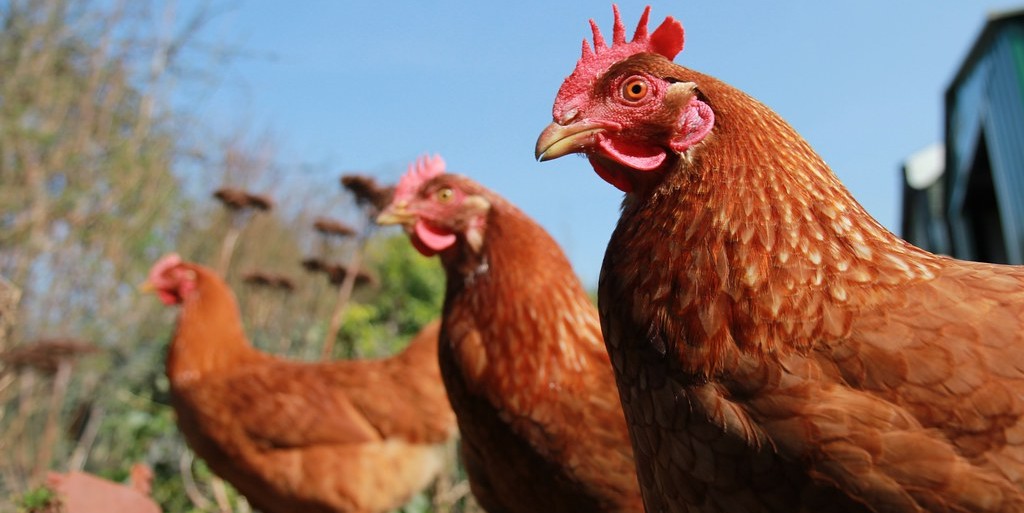 Ayam yang Diberi Makan Ganja Dapat Mengurangi Penggunaan Antibiotik di Peternakan Thailand