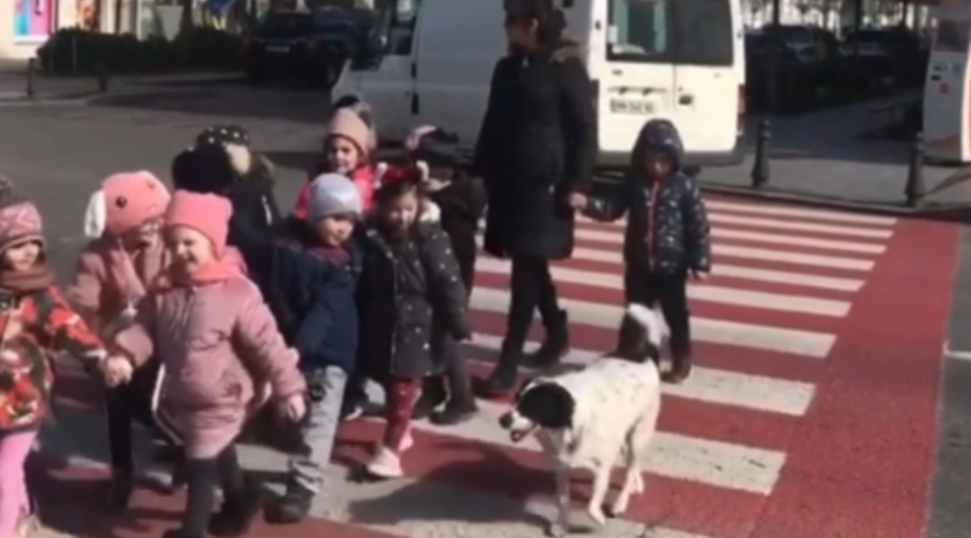 Stray Dog Menjadi Penjaga Persimpangan yang Ganas untuk Anak-anak Ini Setiap Hari