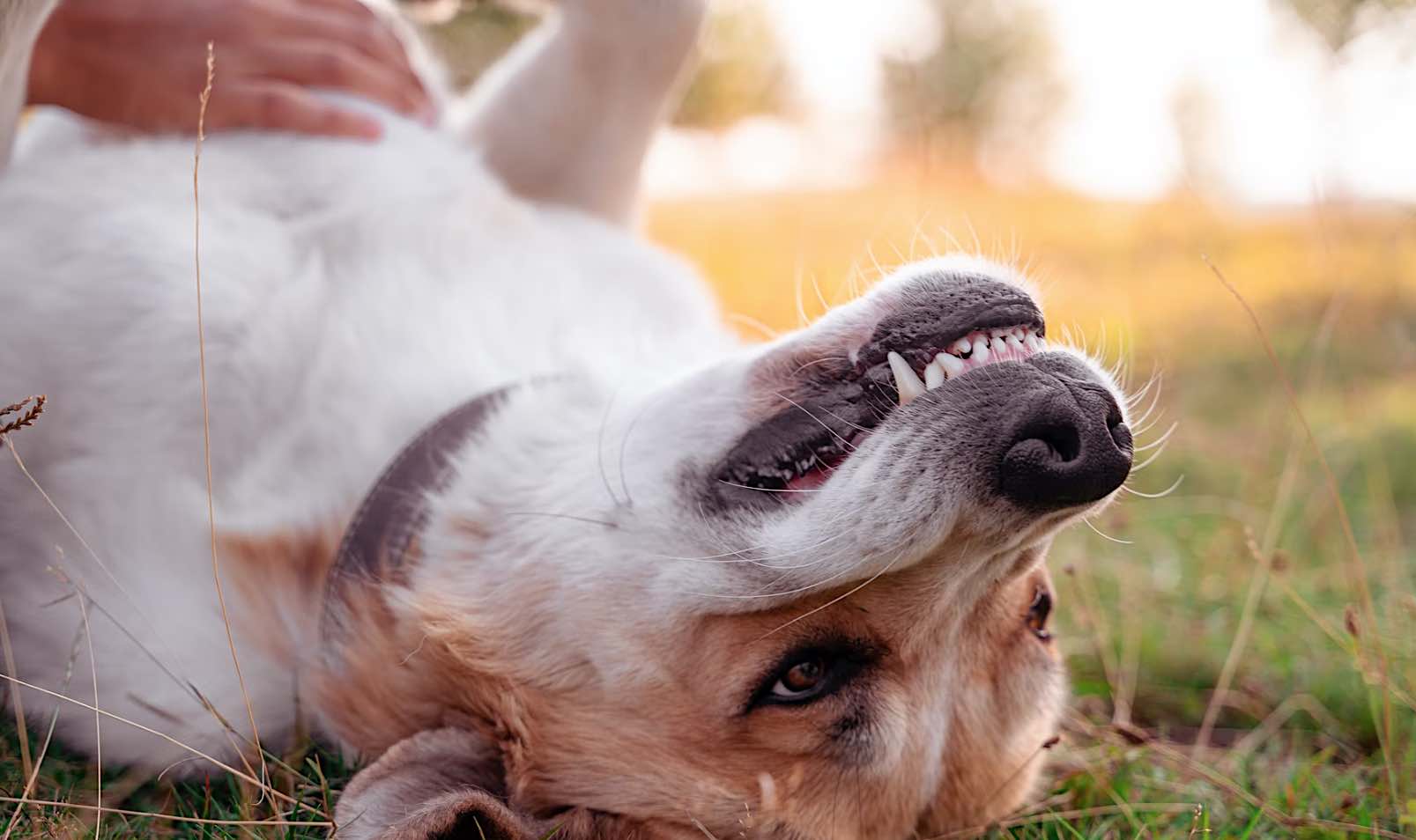 Anjing Menjadi Sahabat Manusia yang Sempurna Berkat Gen yang Menurunkan Stres Mereka: Studi Baru