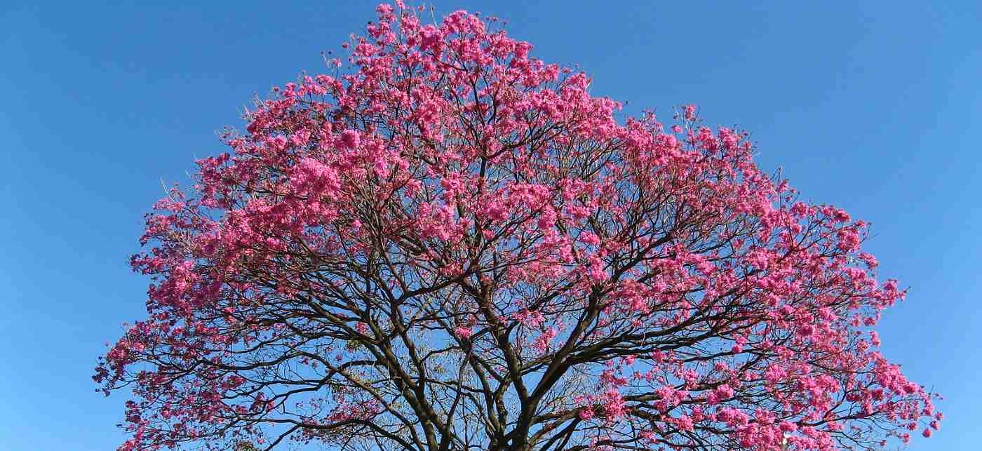 Ilmuwan Mengubah Kulit Pohon Brasil Menjadi Pengobatan yang Menjanjikan untuk Leukemia