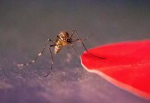 Mosquitoes Can’t Resist Smell of Fungus That Lures Them to Their Death Inside Trap Patented by Researchers