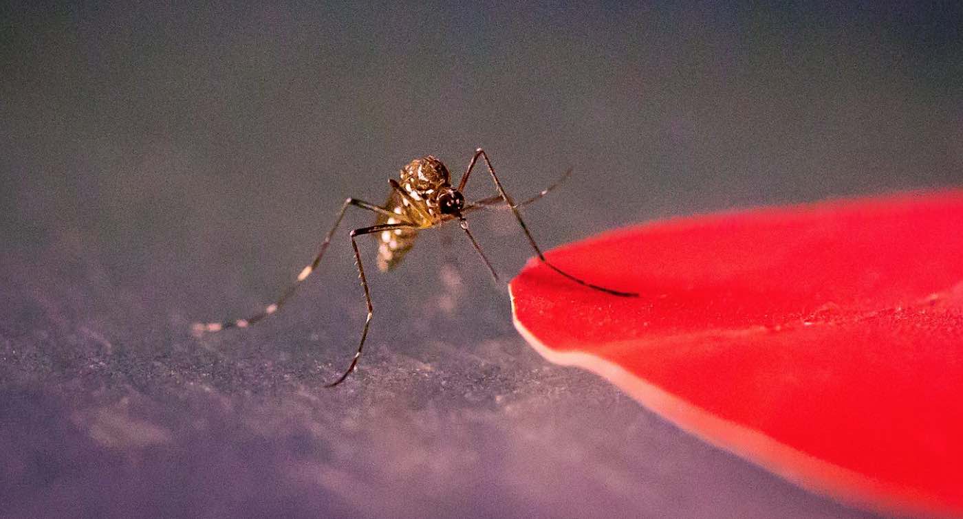 Hindari Gigitan Nyamuk dengan Menghindari Warna Pakaian Ini Musim Panas Ini