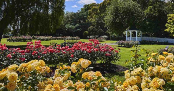 rose garden in summer-cc-Geoff McKay