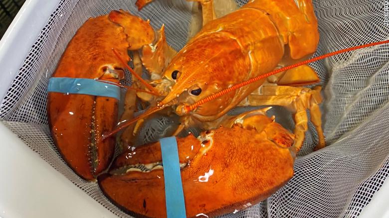 1 dari 30 Juta Lobster Oranye Diperhatikan dalam Pengiriman dan Diselamatkan Oleh Pekerja Restoran