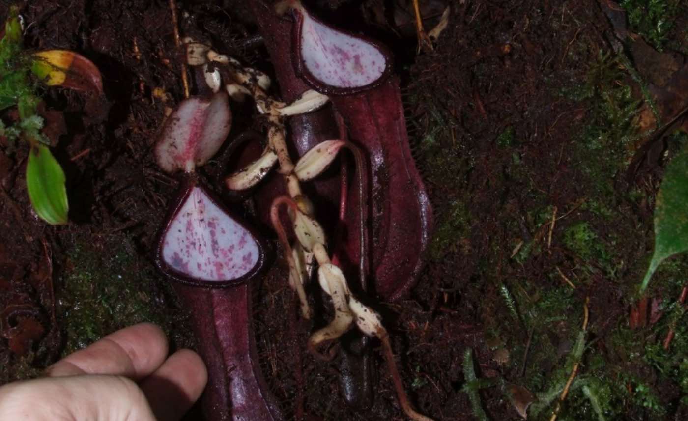 Ilmuwan Temukan Tumbuhan Karnivora Aneh di Kalimantan yang Menjebak Mangsanya di Bawah Tanah