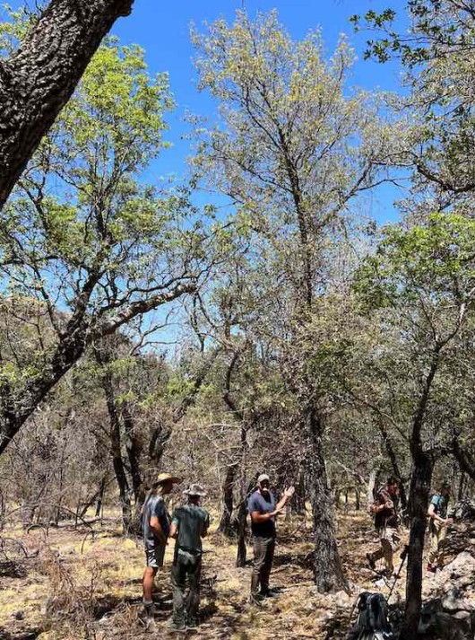 Botanical Researchers Are ‘Thrilled’ After Discovering an Oak Tree Once