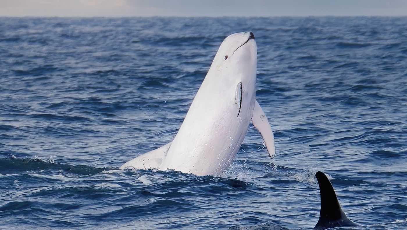 Tontonan Menakjubkan saat Lumba-lumba Risso Putih Langka Melompat ke Atas Air Untuk Fotografer