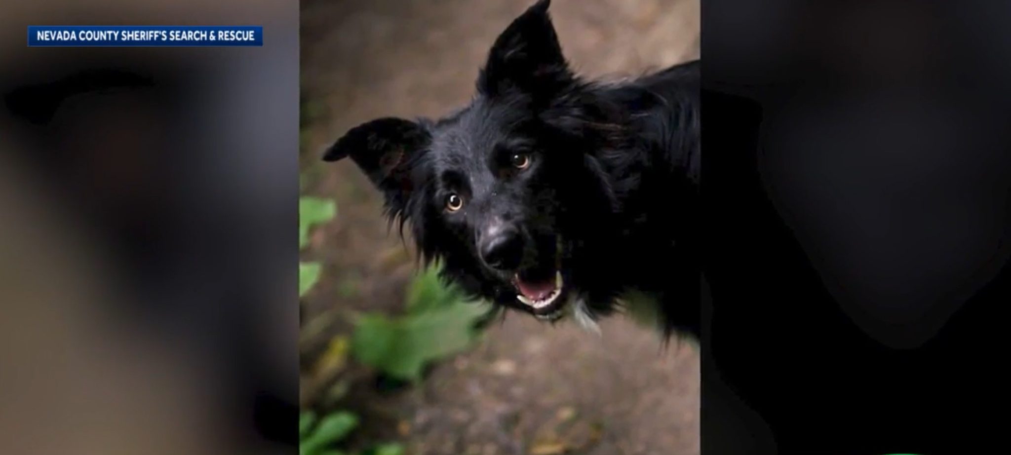 Seorang ‘True Lassie’ Membantu Tim Penyelamat Menemukan Pemiliknya yang Jatuh 70 Kaki di Hutan Tahoe