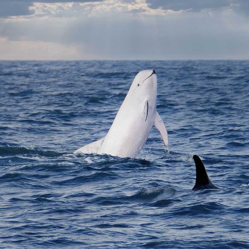 Amazing Spectacle as Rare White Risso's Dolphin Leaps Above the Water For  Photographer - LOOK