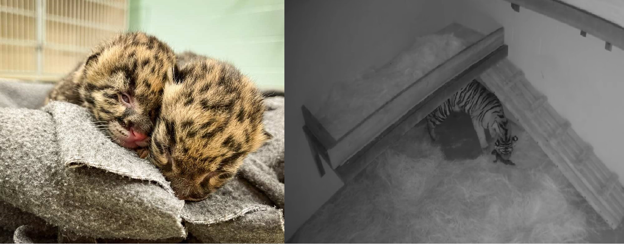Dua Kebun Binatang, Dua Pasangan Kembar, Dua Spesies Kucing Besar—Kebun Binatang Nashville dan Oklahoma City Merayakan Kelahiran Harimau dan Macan Dahan